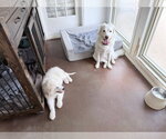 Small #5 Great Pyrenees