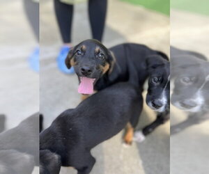 Labrador Retriever-Unknown Mix Dogs for adoption in Elmsford, NY, USA