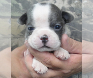 Boston Terrier Puppy for sale in CRKD RVR RNCH, OR, USA