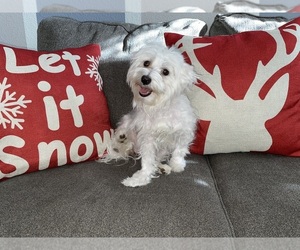 Father of the Maltese-Maltichon Mix puppies born on 01/02/2025