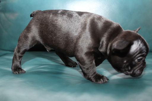 Medium Photo #3 French Bulldog Puppy For Sale in EVERETT, WA, USA