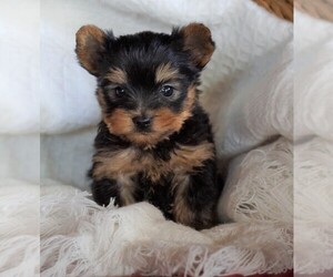 Yorkshire Terrier Puppy for sale in FREDERICKSBG, OH, USA