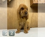 Small #14 Bloodhound