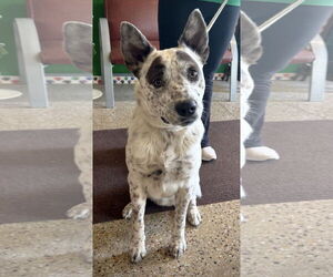 Mutt Dogs for adoption in Williamsburg, IA, USA