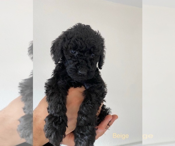Medium Photo #1 Goldendoodle-Poodle (Standard) Mix Puppy For Sale in LOS ANGELES, CA, USA