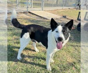 Borador Dogs for adoption in Conroe, TX, USA