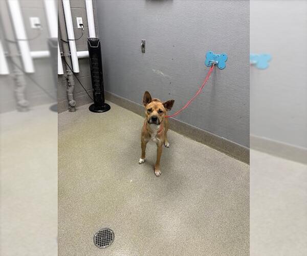 Medium Photo #1 Shiba Inu-Unknown Mix Puppy For Sale in Las Vegas, NV, USA