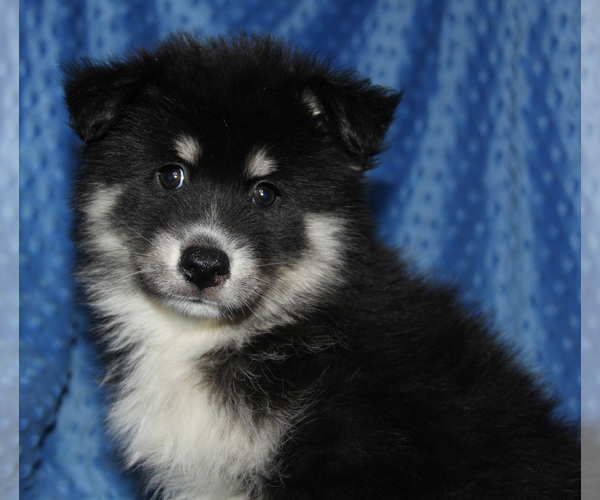 Medium Photo #7 Pomsky Puppy For Sale in DENTON, TX, USA