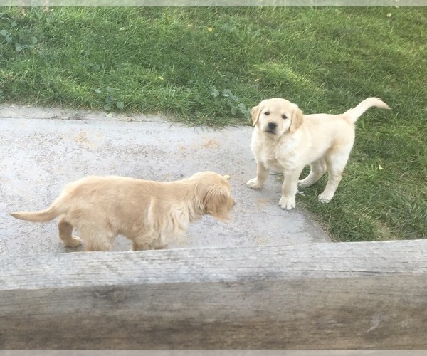 Medium Photo #4 Golden Retriever Puppy For Sale in NUNN, CO, USA