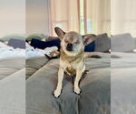 Small #2 Chihuahua Mix
