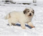 Small #3 Great Pyrenees