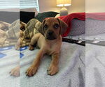 Small #7 Pug Mix