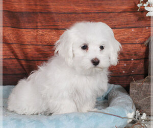 Maltese Puppy for sale in PENNS CREEK, PA, USA