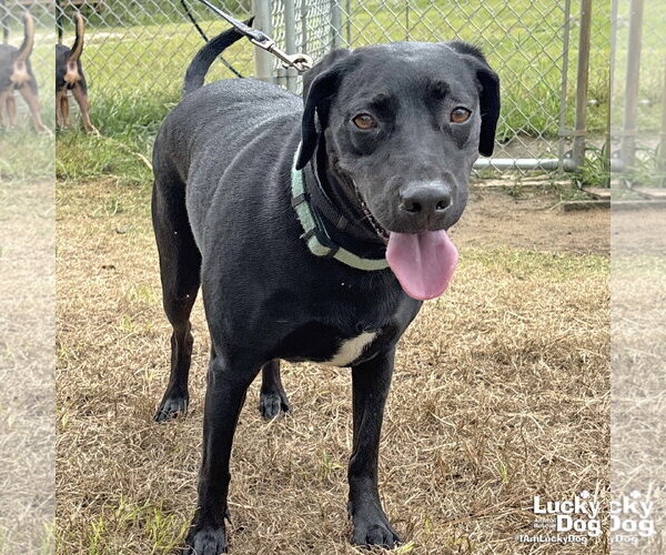 Medium Photo #1 Labrador Retriever-Unknown Mix Puppy For Sale in Washington, DC, USA