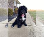 Small Photo #1 Bernedoodle Puppy For Sale in CONNERSVILLE, IN, USA