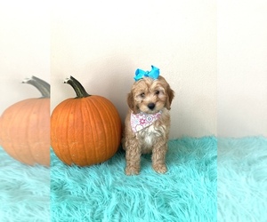Goldendoodle (Miniature) Puppy for sale in ORLANDO, FL, USA