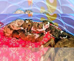 Alapaha Blue Blood Bulldog Litter for sale in SHELOCTA, PA, USA