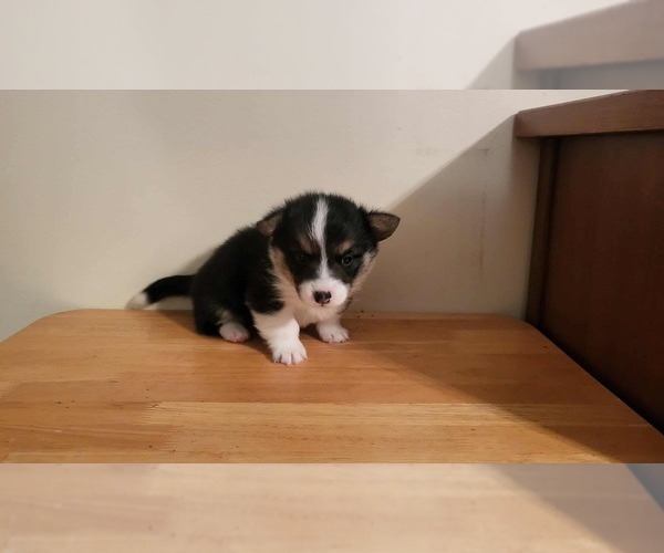 Medium Photo #2 Pembroke Welsh Corgi Puppy For Sale in CHRISTIANA, TN, USA