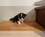 Small #1 Pembroke Welsh Corgi