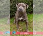ORBIT - Male Mutt Dog for Adoption - Small photo
