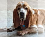 Small #1 Basset Hound