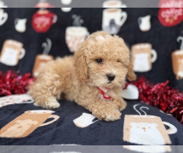 Medium Photo #3 Bichpoo Puppy For Sale in LAKELAND, FL, USA