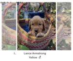 Puppy Lance Armstrong Golden Irish