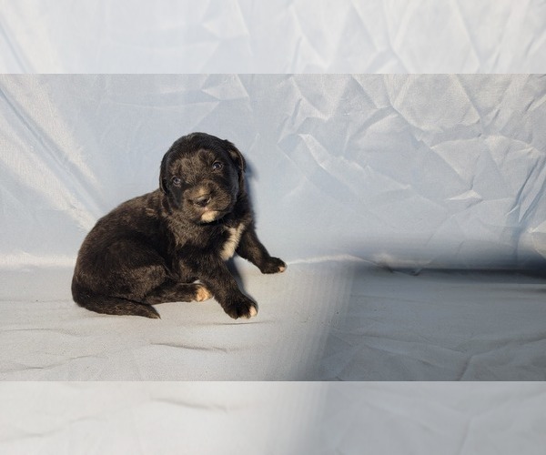 Medium Photo #6 Golden Mountain Dog Puppy For Sale in BLACK FOREST, CO, USA