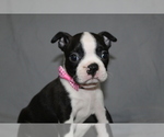 Small Boston Terrier