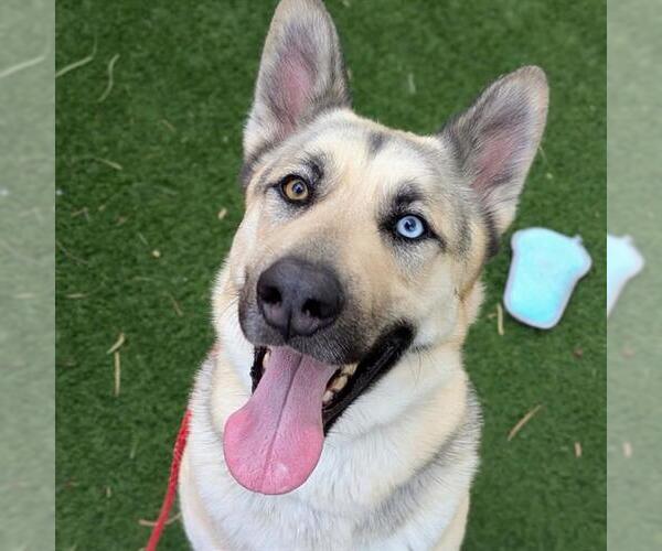 Medium Photo #1 German Shepherd Dog-Unknown Mix Puppy For Sale in Las Vegas, NV, USA