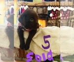Small Photo #21 Labrador Retriever Puppy For Sale in LINDEN, MI, USA