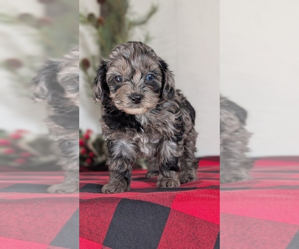 Medium Photo #3 Cockapoo (Miniature) Puppy For Sale in GOSHEN, IN, USA