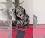 Small #2 Cockapoo (Miniature)