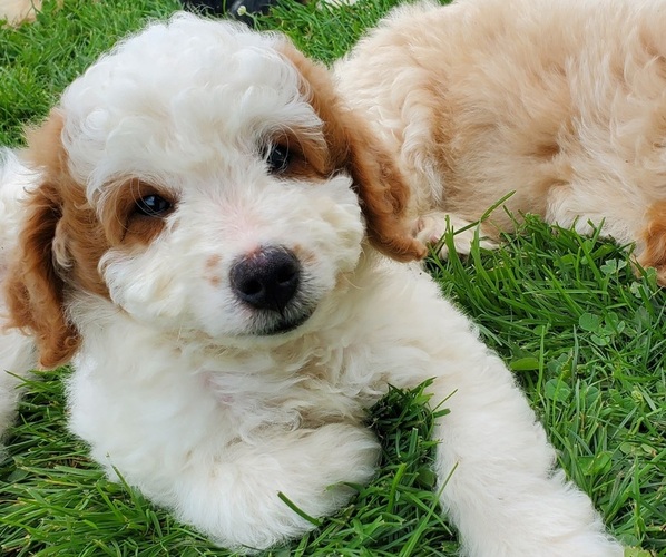Medium Photo #5 Bernedoodle (Miniature) Puppy For Sale in LEETONIA, OH, USA
