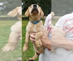 Small #1 Labrador Retriever