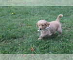 Small Photo #1 Golden Retriever Puppy For Sale in IMLAY, MI, USA
