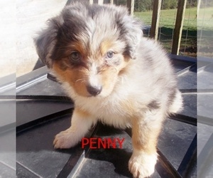 Australian Shepherd Puppy for sale in GLADE HILL, VA, USA