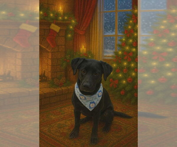 Medium Photo #1 Labrador Retriever-Unknown Mix Puppy For Sale in Palatine/Kildeer/Buffalo grove, IL, USA