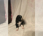 Small Photo #1 Border-Aussie Puppy For Sale in RUPERT, WV, USA