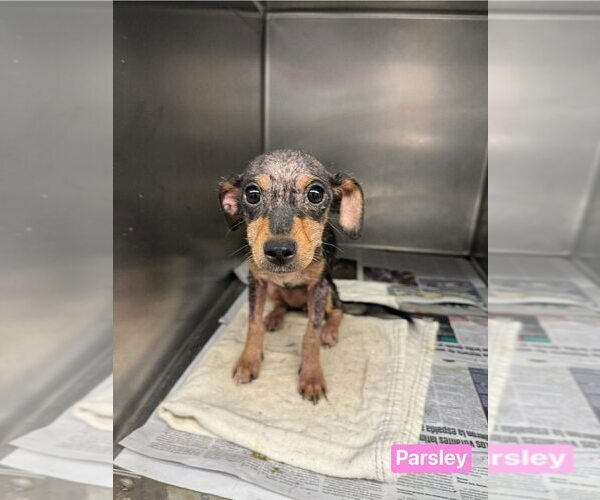 Medium Photo #8 Mutt Puppy For Sale in New York, NY, USA