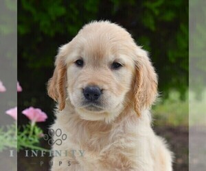 Golden Retriever Puppy for sale in NEWPORT, PA, USA