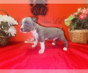 Medium American Pit Bull Terrier