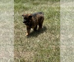 Small #9 German Shepherd Dog