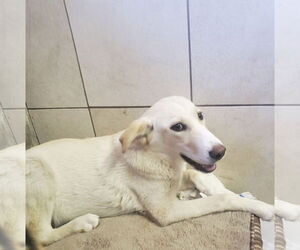 Labrador Retriever-Unknown Mix Dogs for adoption in Amarillo, TX, USA