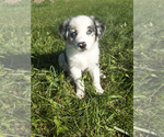 Puppy River Australian Shepherd