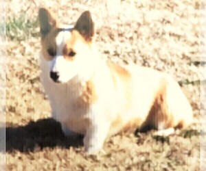 Mother of the Pembroke Welsh Corgi puppies born on 10/26/2022