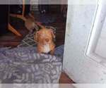 Small #3 American Pit Bull Terrier