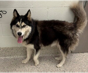 Alaskan Malamute Dogs for adoption in Brighton, CO, USA