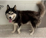 Small Alaskan Malamute