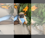Puppy 1 French Bulldog